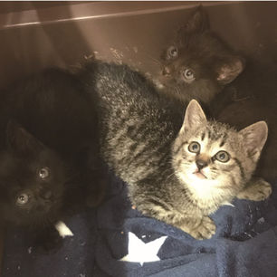 ハイジ　★決定