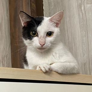 メイ子ちゃん　★決定