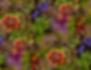 carnivorouse plants half drop BW.jpg