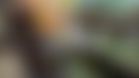 Meet the farm team: Lily