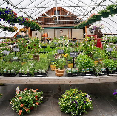 garden center greenhouse herbs hanging baskets planters.jpg