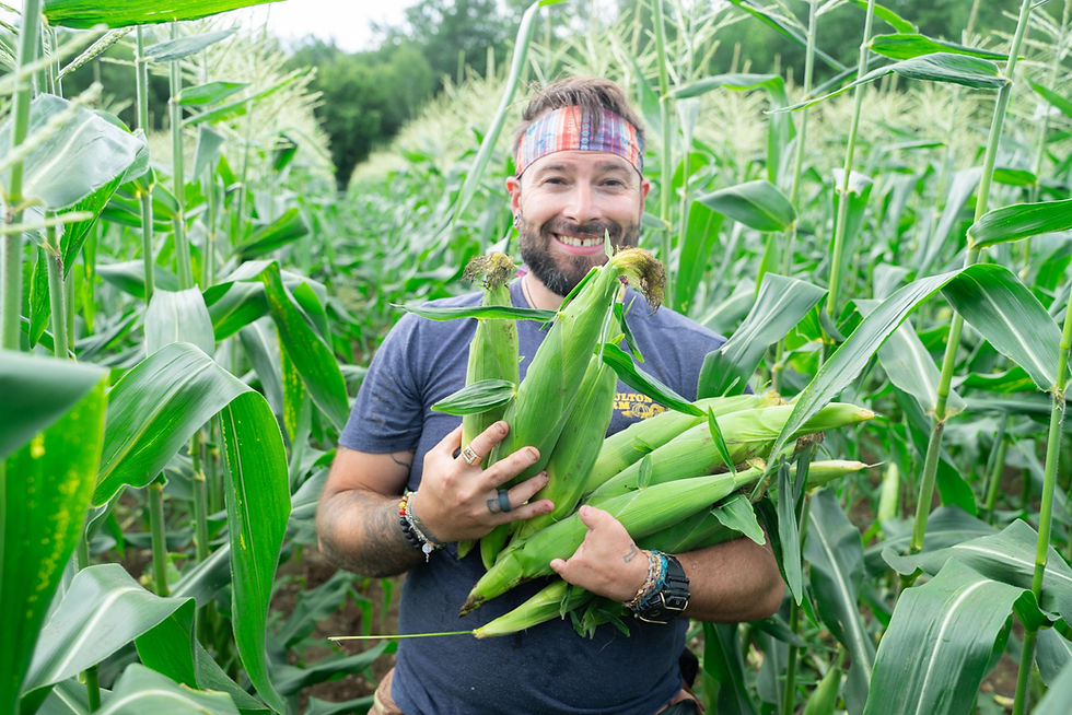 One of Moulton Farm field crew standing in corn field with arms full of freshly picked corn on the cob
