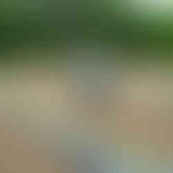 A young man from our field crew pounding tall wood stakes into our tomato field