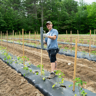 A young man from our field crew pounding tall wood stakes into our tomato field
