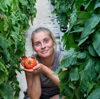 A young woman holding a ripe tomato in one of our greenhouses
