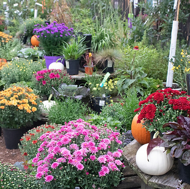 mums, asters, pumpkins and other plants in the garden center at Moulton Farm