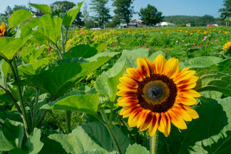 Large sungflower blooming in field of flowers at Moulton Farm