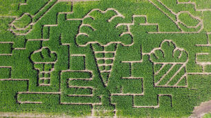 Why is ice cream the theme of our 2023 corn maze?