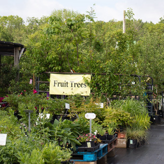 fruit trees in pots and perennial plants in our garden center with sign that says "fruit trees"