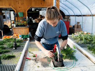 How we make Christmas wreaths at the farm