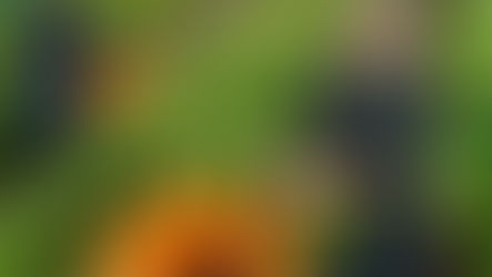 Fall Harvest Specials