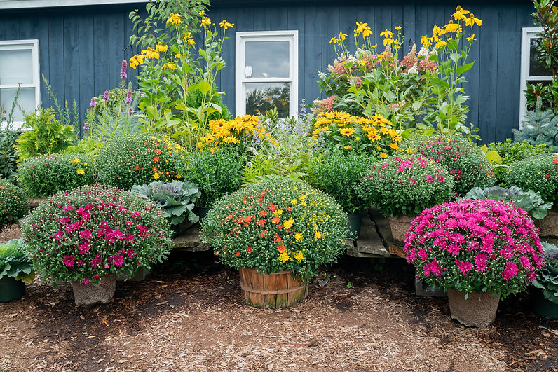 garden center fall mums rudbeckia perennial web.jpg