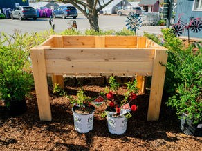 Raised garden bed specials