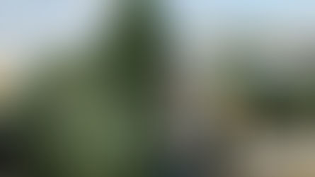 News about 2024 and Christmas at our farm