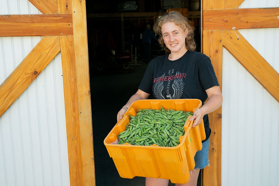 John's Farm Update: When will our corn be ready?