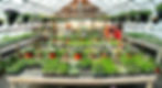 Garden center spring herbs _edited.jpg