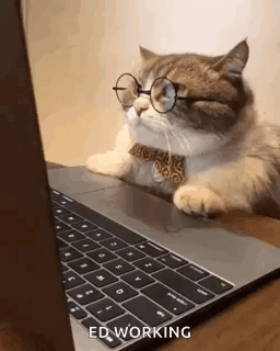 business-cat-working (1).gif