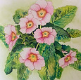 Pink Primula - Watercolour.jpg