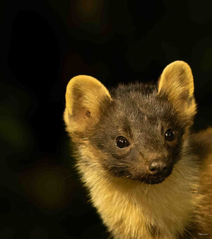 Animals in the Netherlands