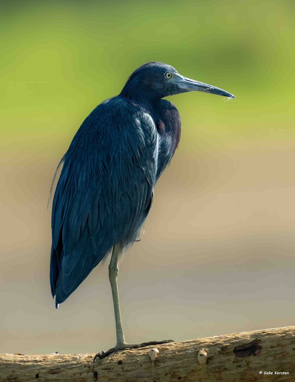 Little blue Heron