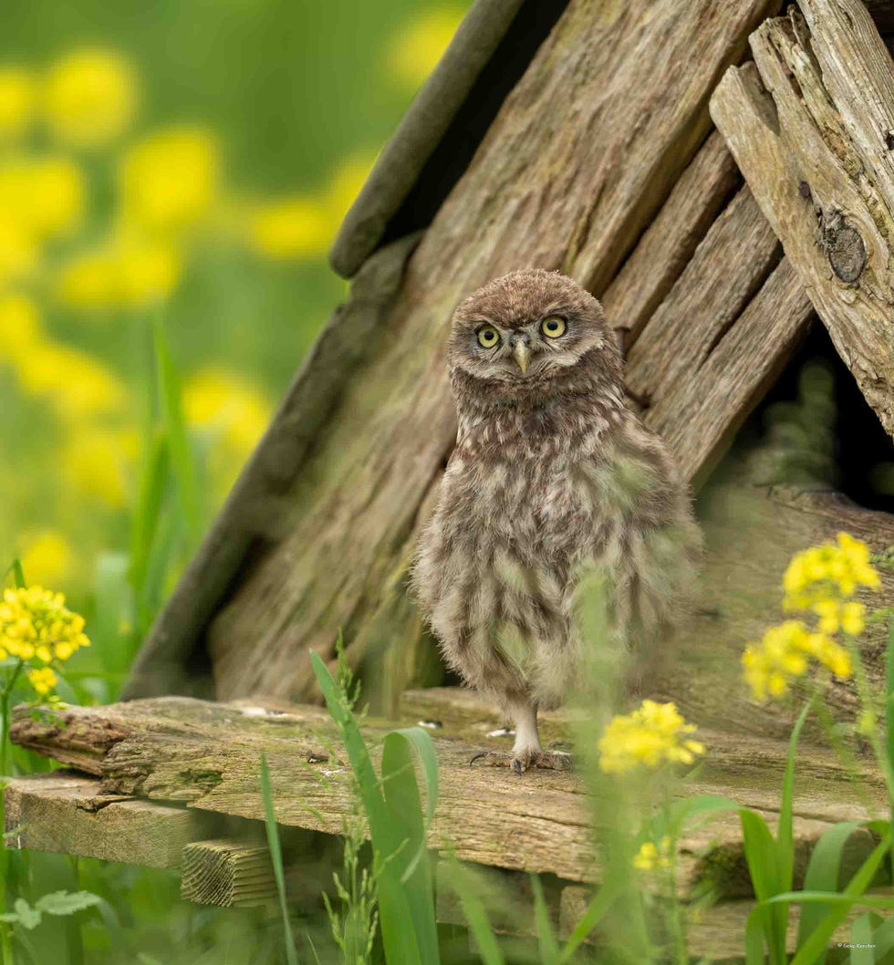 Little owl