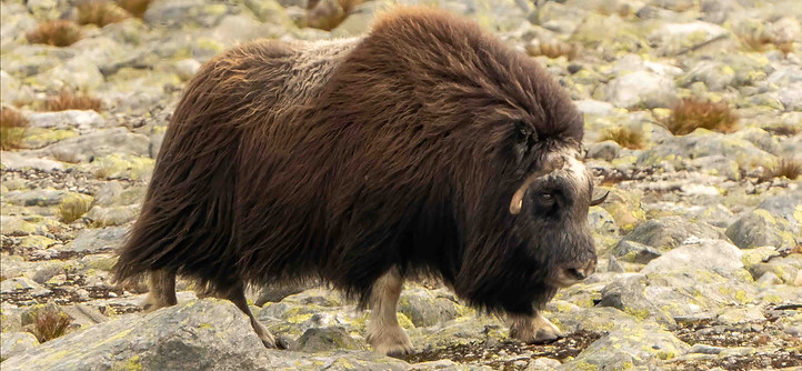 musk ox on the dovrefjell