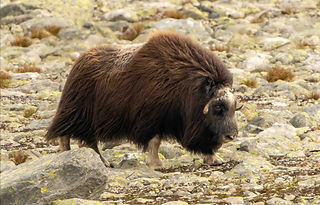 Muskoxen on the Dovrefjell