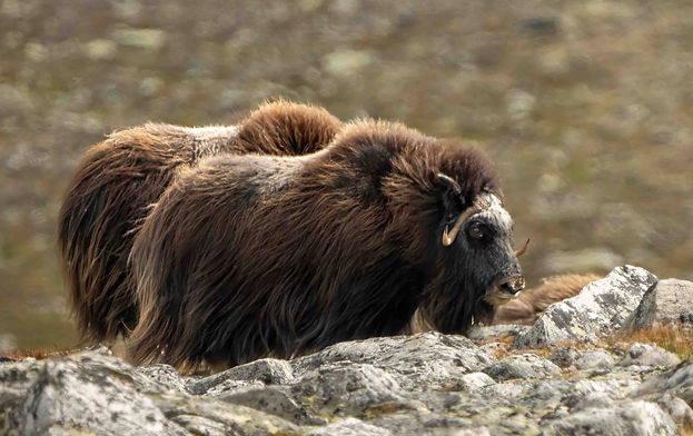 muskusos 11-00644.jpg