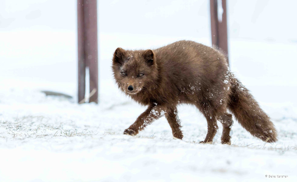 Arctic fox