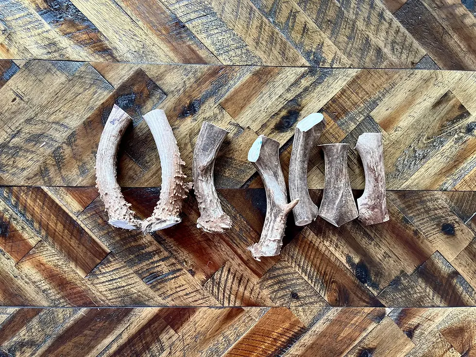 Deer Antler Dog Chew - Large