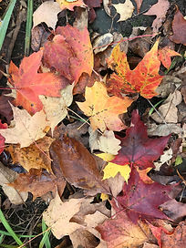 Leaves