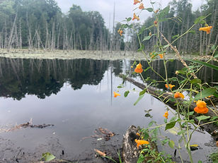 Dead Tree Lake