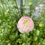 Thumbnail: Ranunculus - Chamallow 