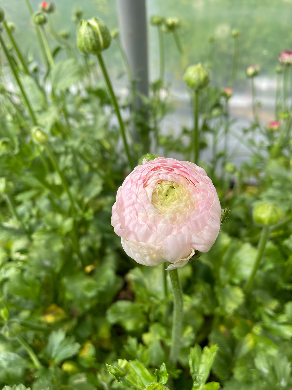Thumbnail: Ranunculus - Chamallow 