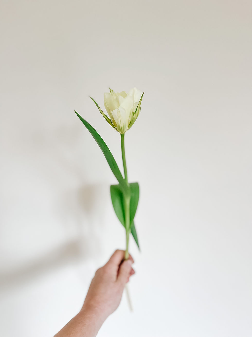 Thumbnail: Tulip Exotic Emperor 