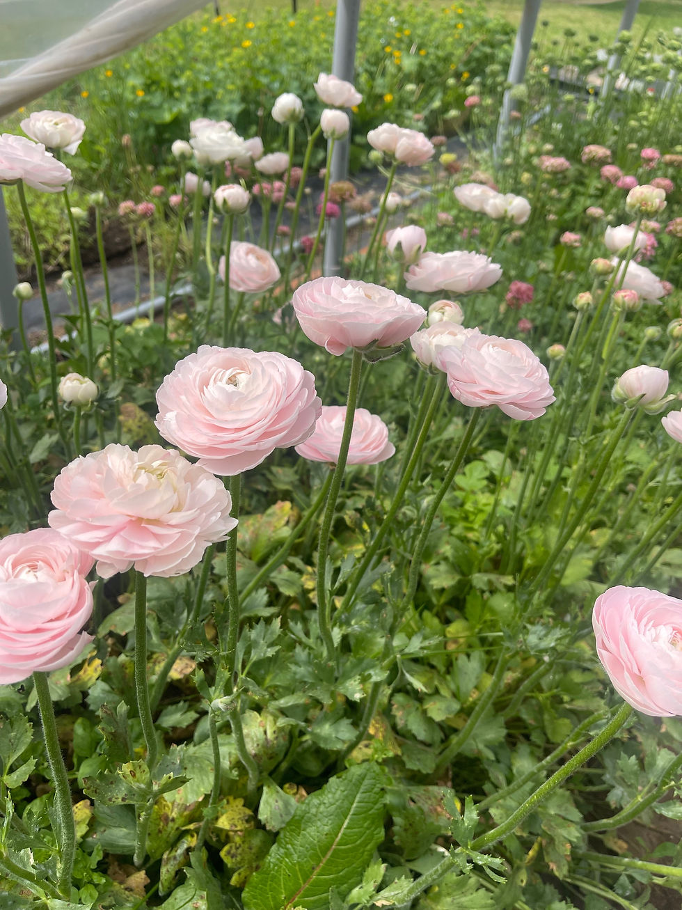 Thumbnail: 2023 Spring Flower Subscription