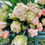 Thumbnail: Tulip Finola 