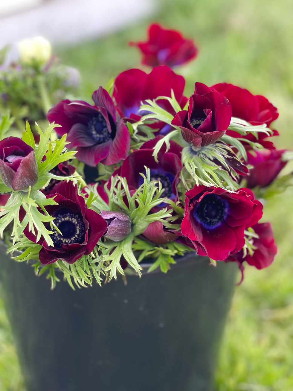 Thumbnail: Anemone Bordeaux 