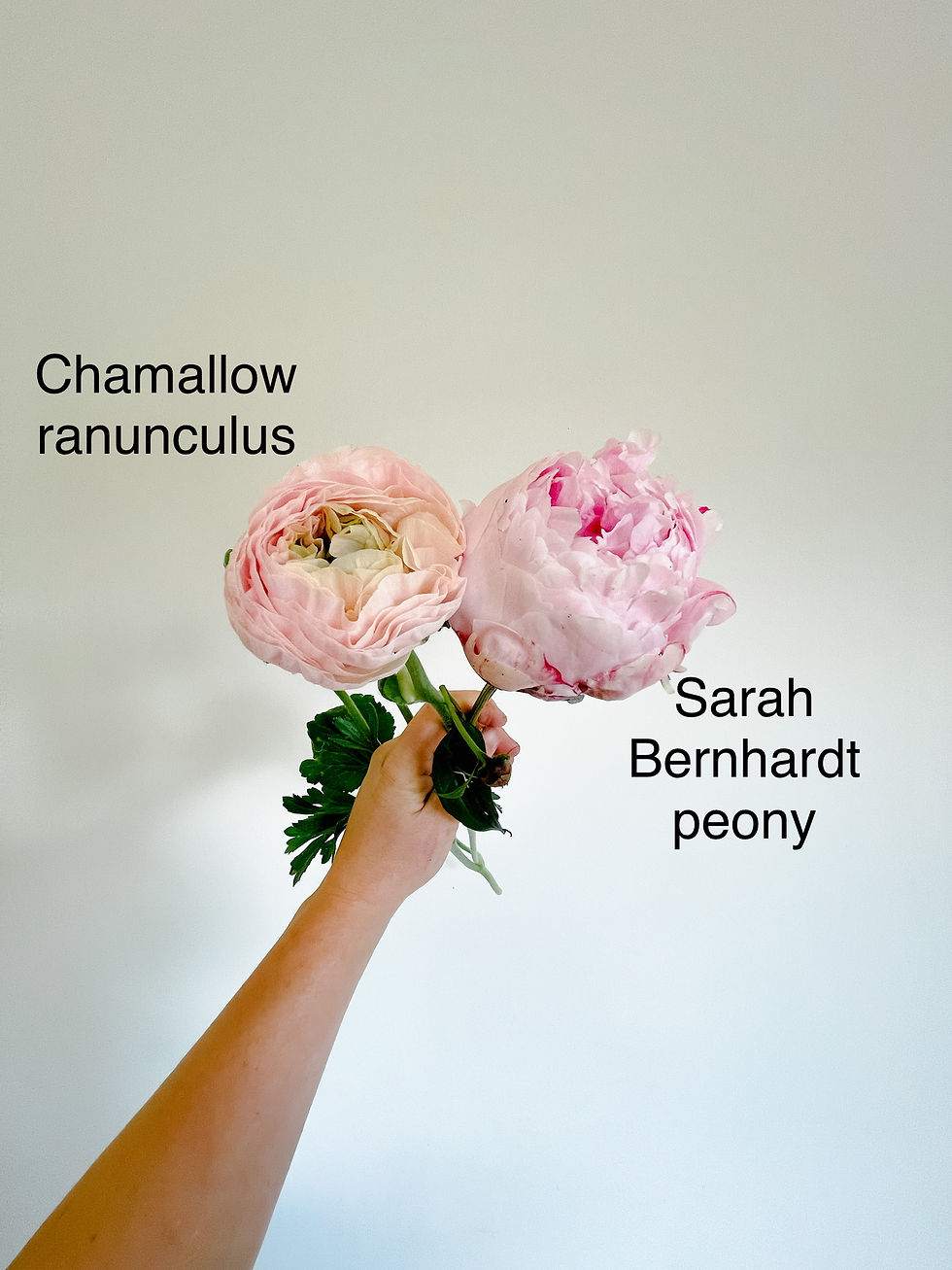 Thumbnail: Ranunculus - Chamallow 