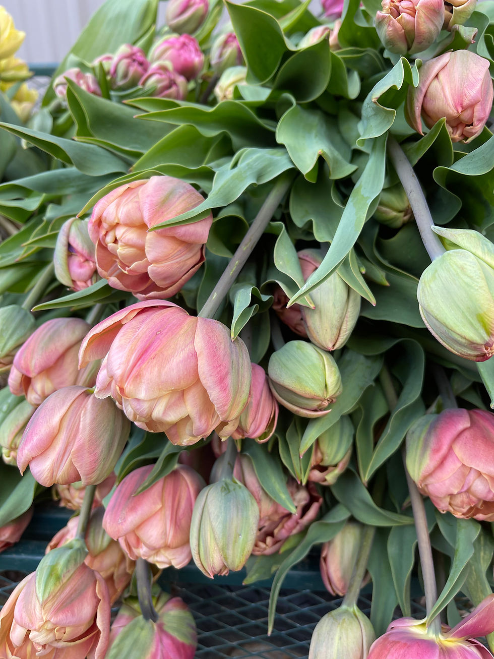 Thumbnail: Tulip La belle Epoque 