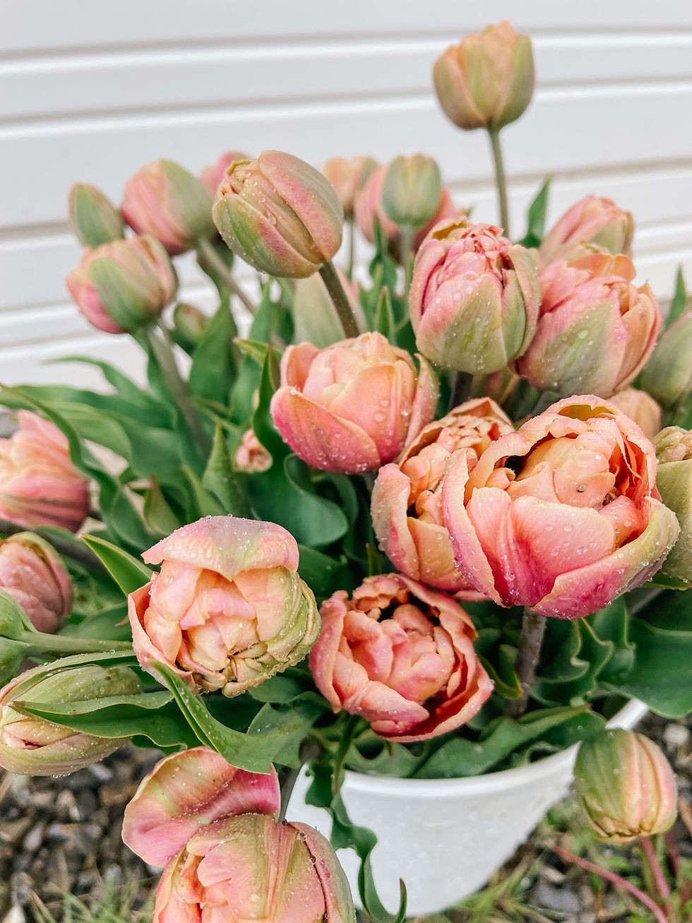 Thumbnail: Tulip La belle Epoque 