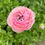 Thumbnail: Ranunculus - Porcelaine 