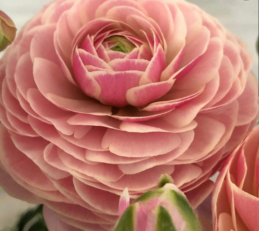 Ranunculus - Porcelaine | Floralie Flower Farm