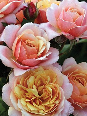 Thumbnail: State of Grace Rose Bare Root