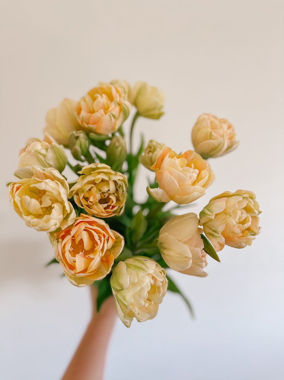 Tulip- Charming Beauty 