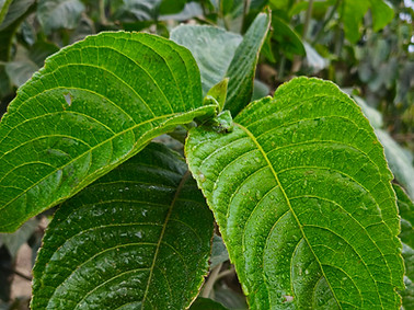 03 Hoja de Nacedero 3.jpg