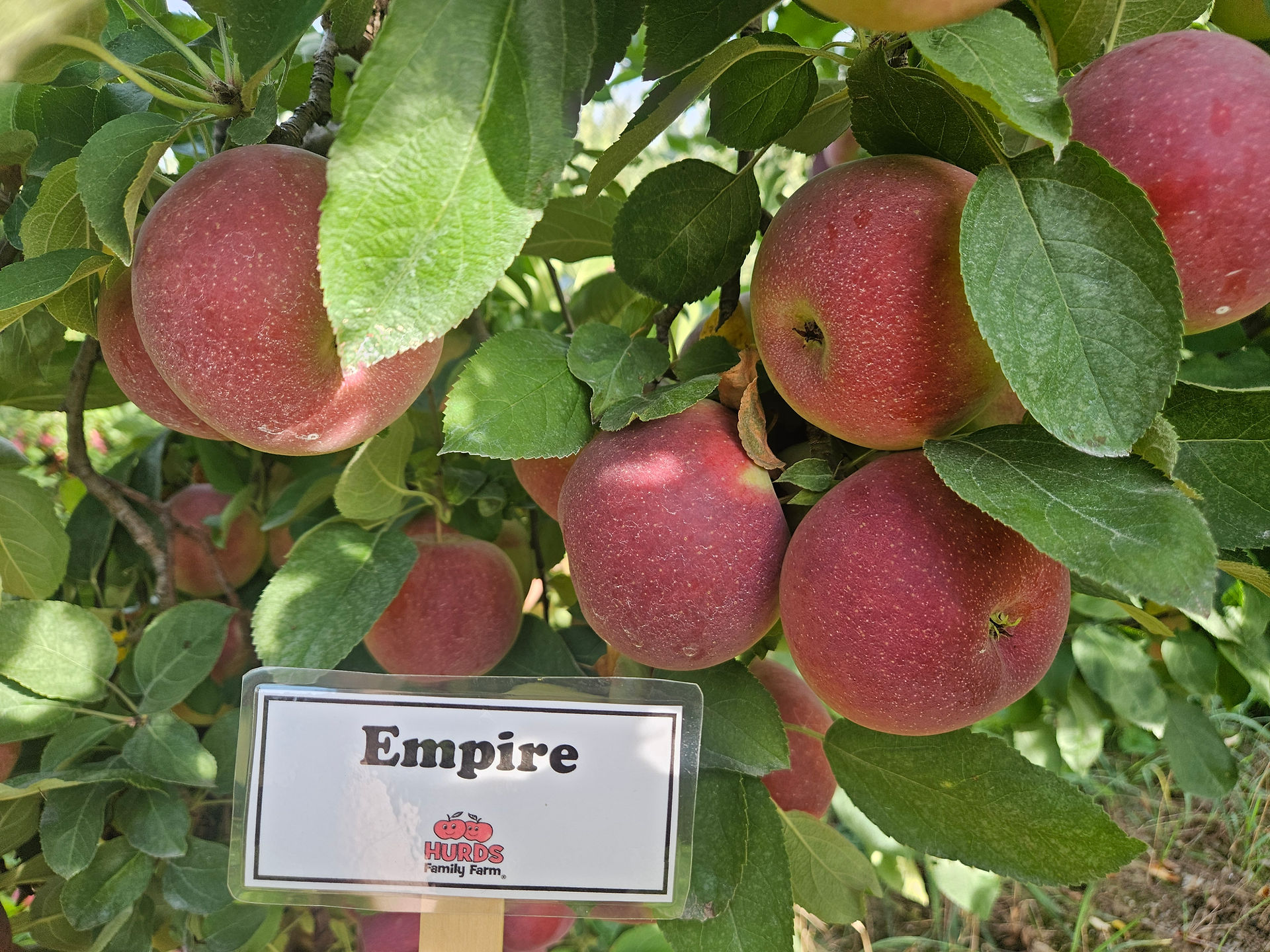 Empire Apples