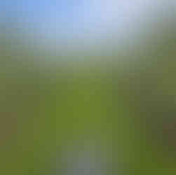 Rows of Golden Delicious Apple Blossoms