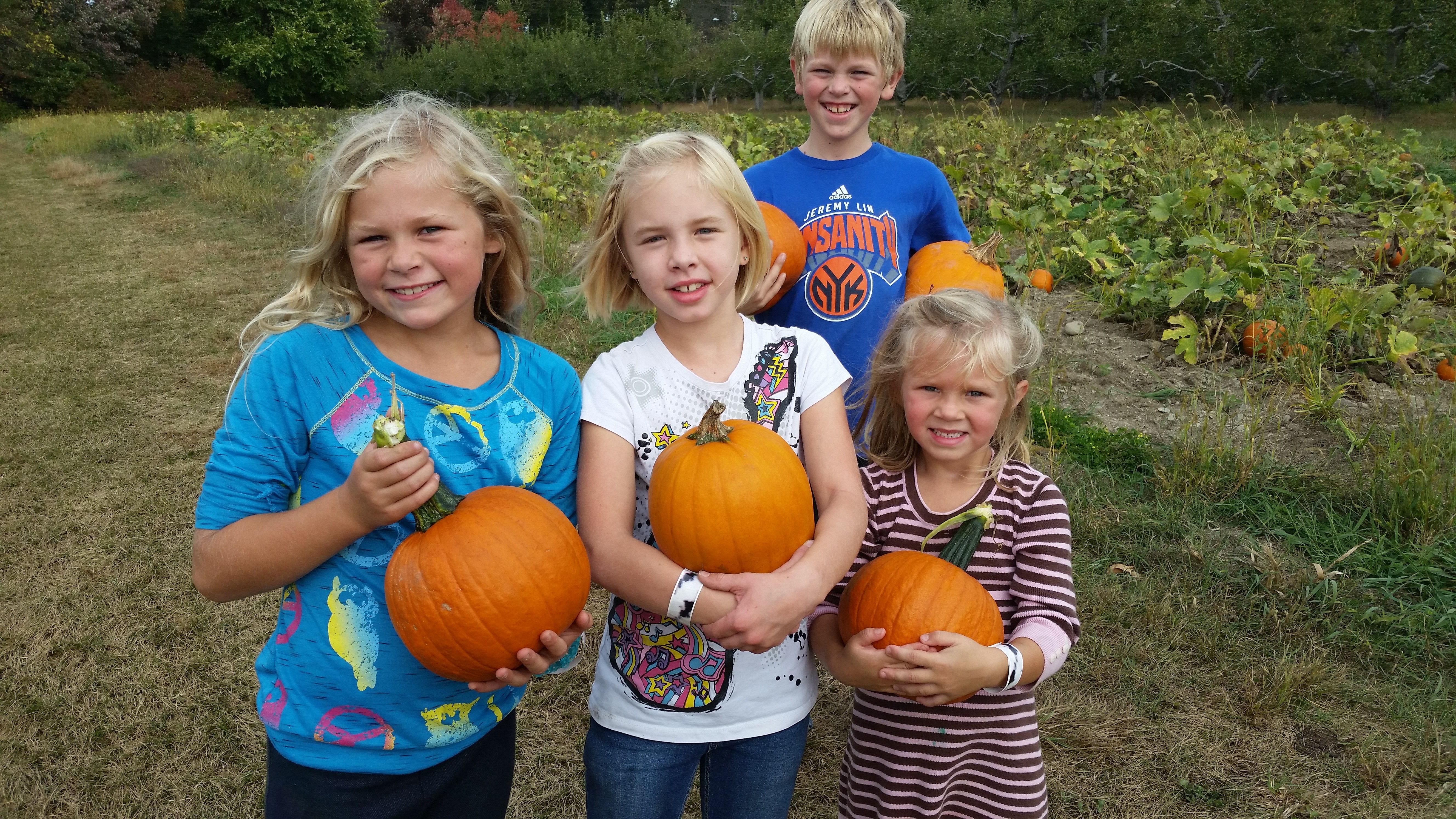 pumpkins u pick ny