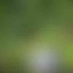 Cameo buds and blossoms